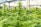 A greenhouse filled with rows of cannabis plants, characterized by their lush green leaves and budding flowers. Natural light filters through the glass ceiling, highlighting the vibrant growth. The setting is structured and organized, showcasing a well-maintained cultivation area.