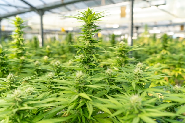 A greenhouse filled with rows of cannabis plants, characterized by their lush green leaves and budding flowers. Natural light filters through the glass ceiling, highlighting the vibrant growth. The setting is structured and organized, showcasing a well-maintained cultivation area.