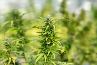 green plant in close up photography
