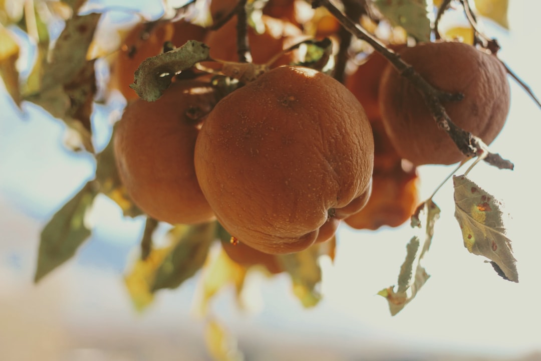 orange fruit on tree during daytime