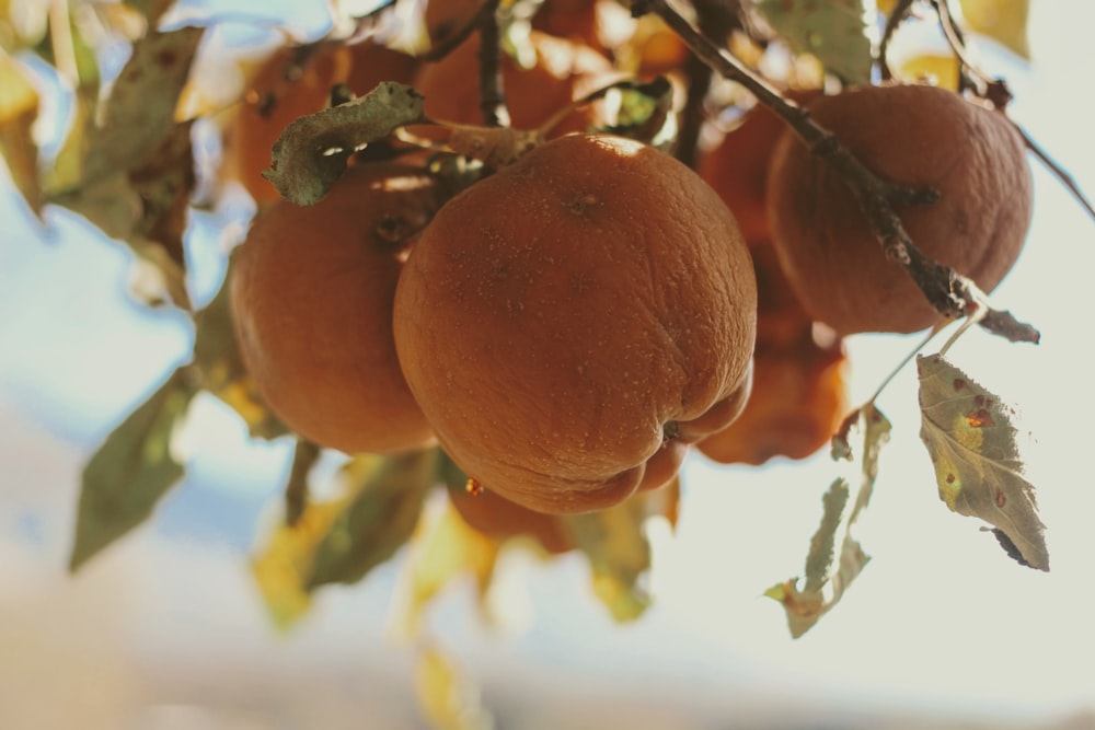 frutos de laranjeira na árvore durante o dia