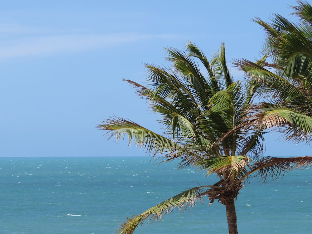 green palm tree near sea during daytime