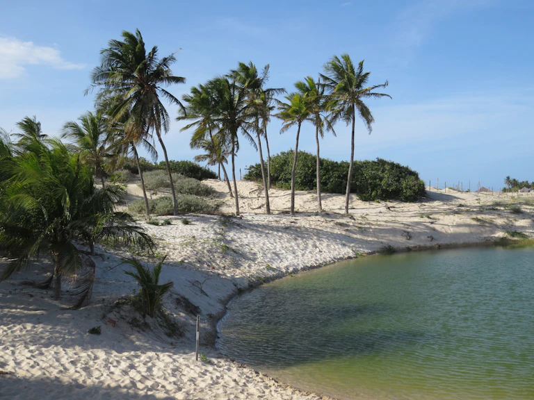 Dunas e coqueiros à beira de uma lagoa no litoral do Ceará