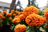 Close-up of vibrant orange marigold flowers blooming in the ashram courtyard.
