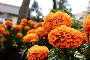 Close-up of vibrant orange marigold flowers blooming in the ashram courtyard.
