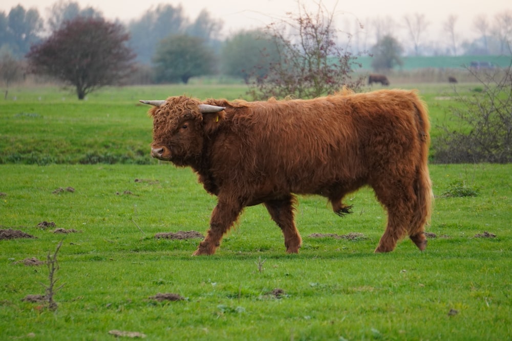 brown yak on green grass field during daytime