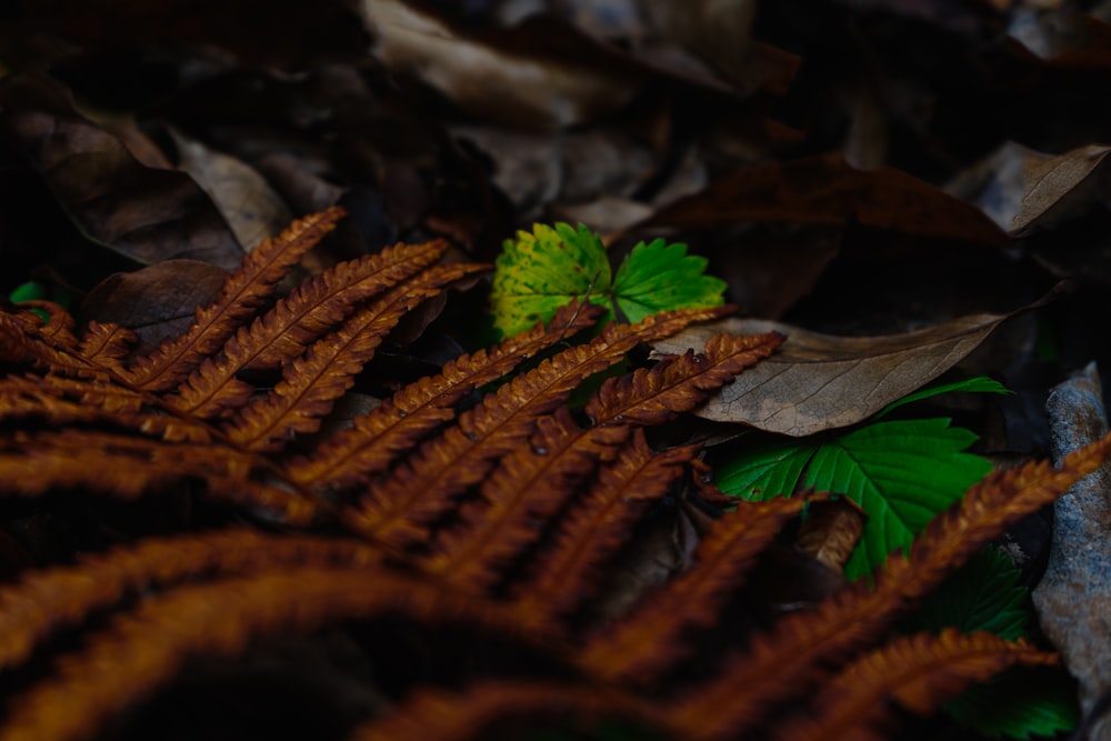 green and brown leaves on brown dried leaves