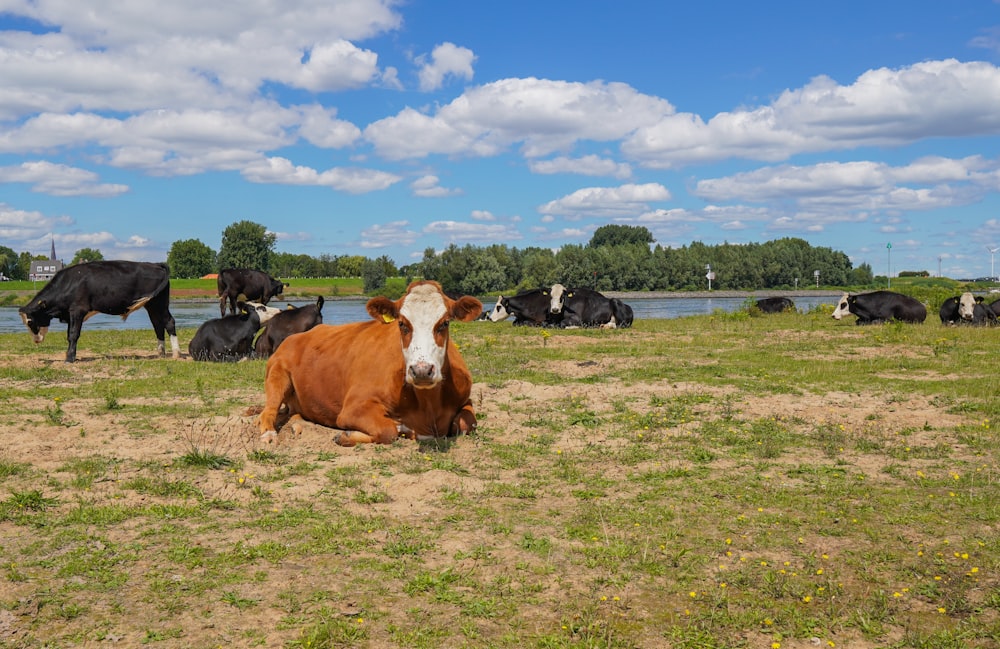 mucca marrone e bianca sul campo di erba verde durante il giorno