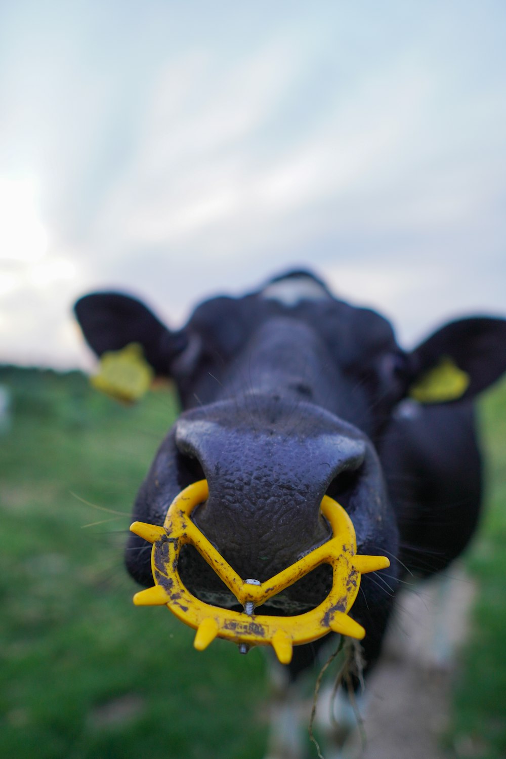 black cow with yellow leash