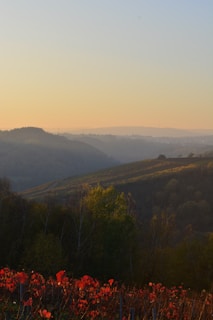 A serene landscape at dusk with rolling hills covered in dense forests. The sky transitions from a soft blue at the top to a warm orange near the horizon. In the foreground, a vineyard with vivid red leaves stretches across the image, adding vibrant color to the scene.