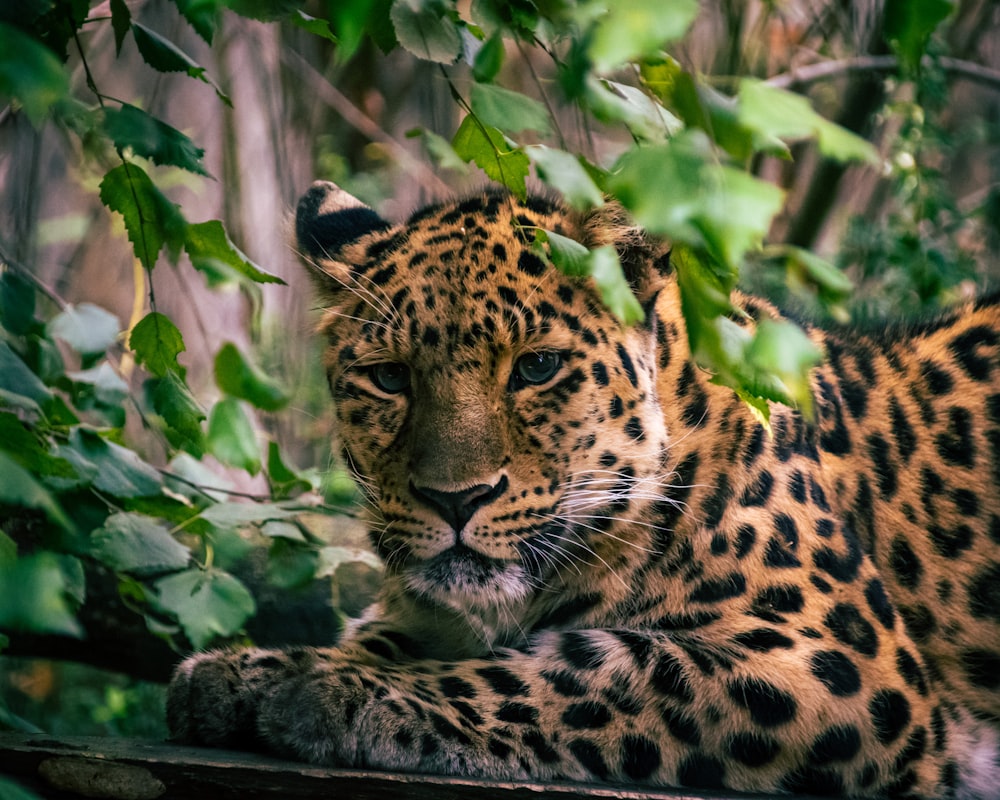 leopard lying on green grass during daytime