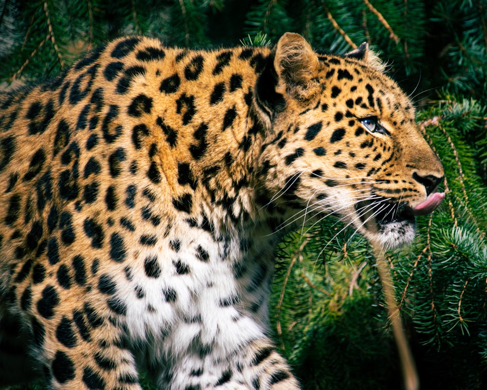 a close up of a leopard near some trees