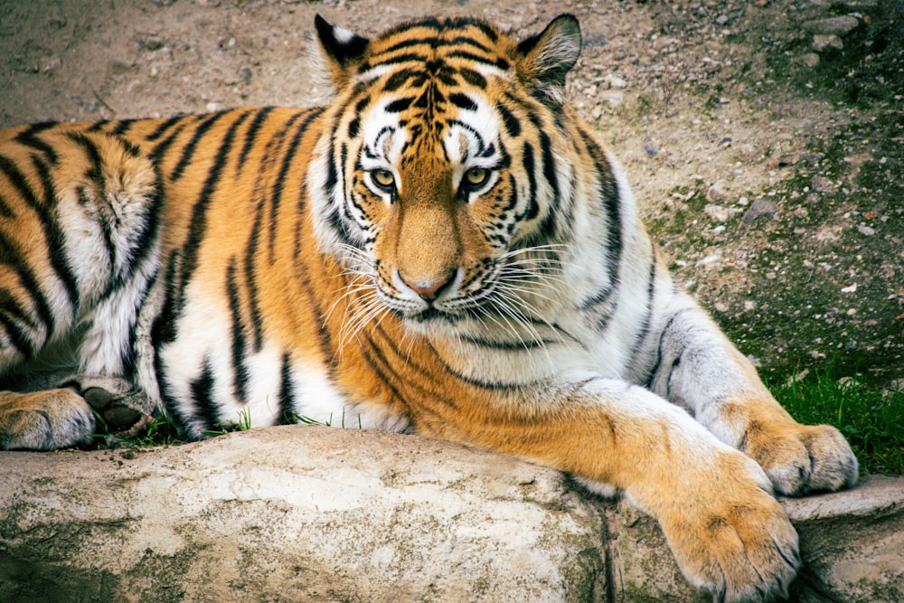 tiger lying on gray rock