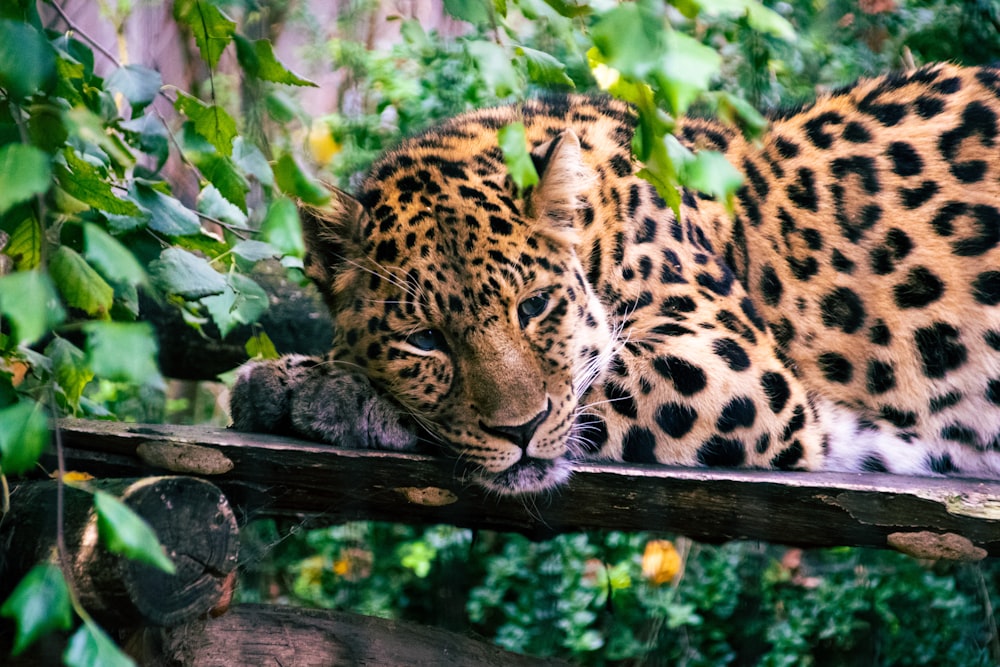 leopard resting on brown wooden fence