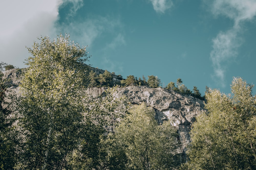 green trees under blue sky during daytime