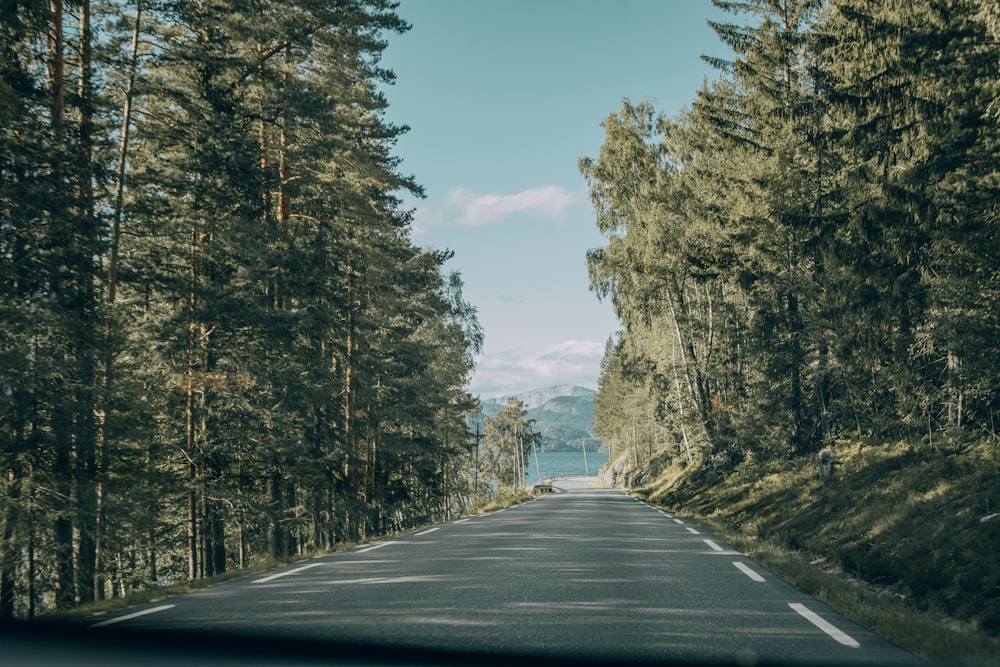 gray asphalt road between green trees under blue sky during daytime