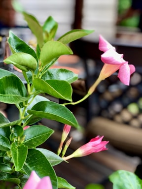 A close-up of vibrant blooming flowers in a garden, showcasing healthy roots beneath the soil.