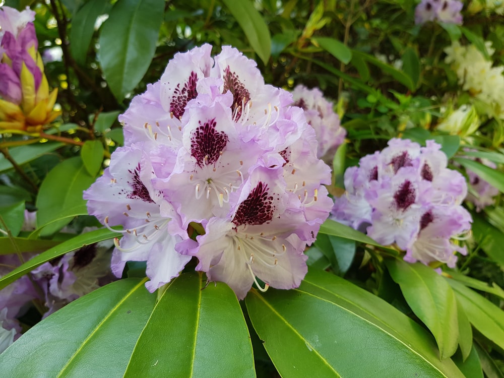 pink and white flower on green leaves