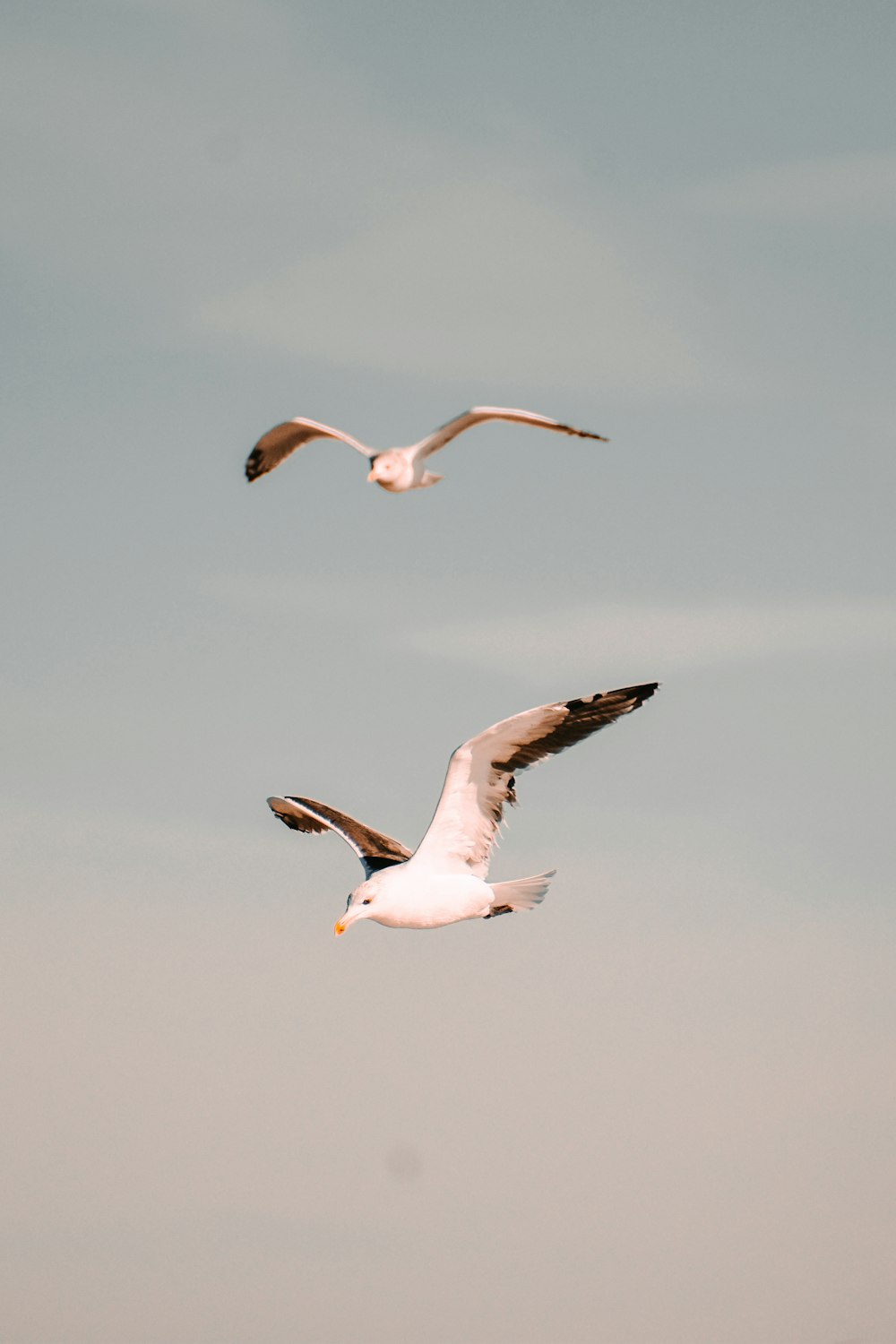 pájaros blancos y negros volando bajo nubes blancas durante el día