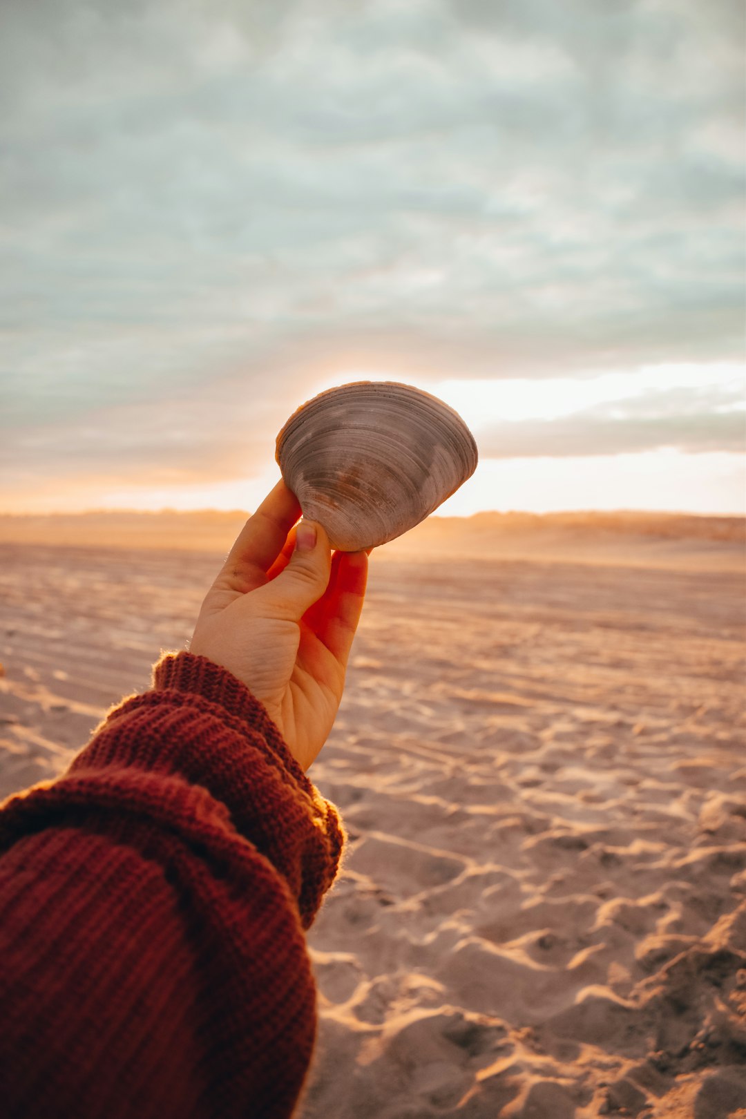 person holding white and brown sea shell during daytime