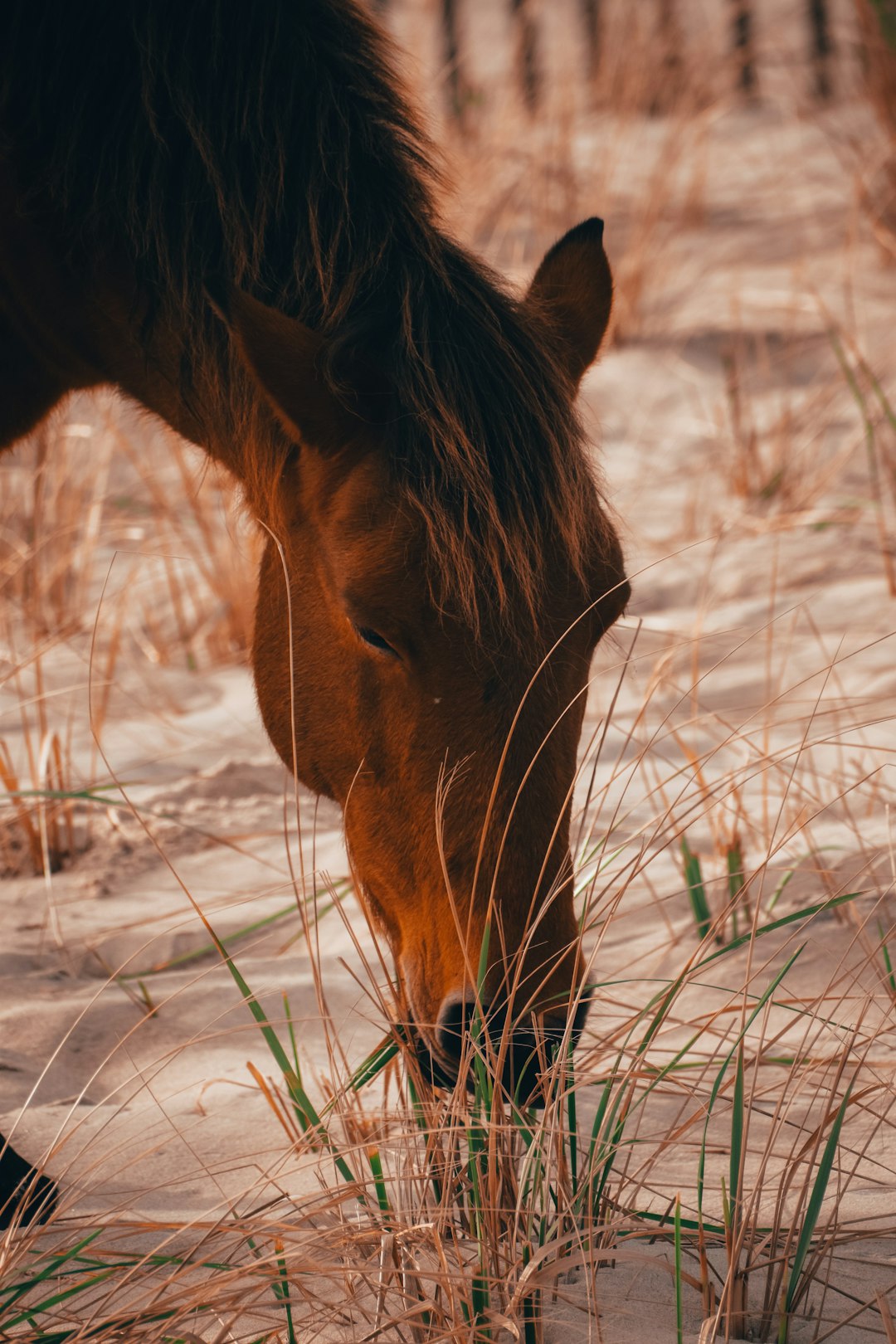 brown horse on snow covered ground during daytime