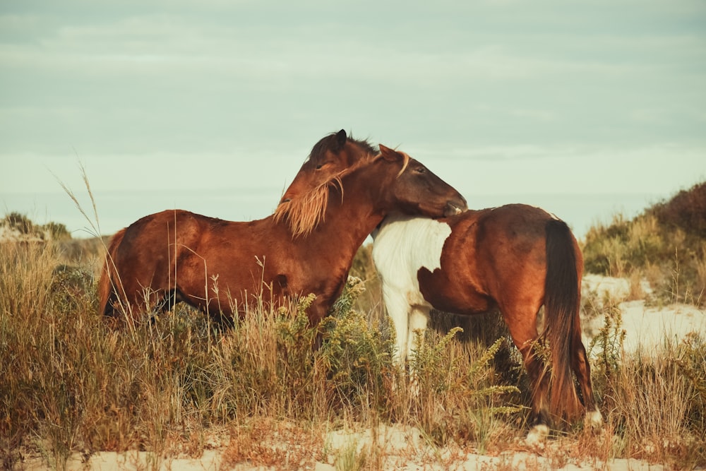 brown horse on green grass field during daytime