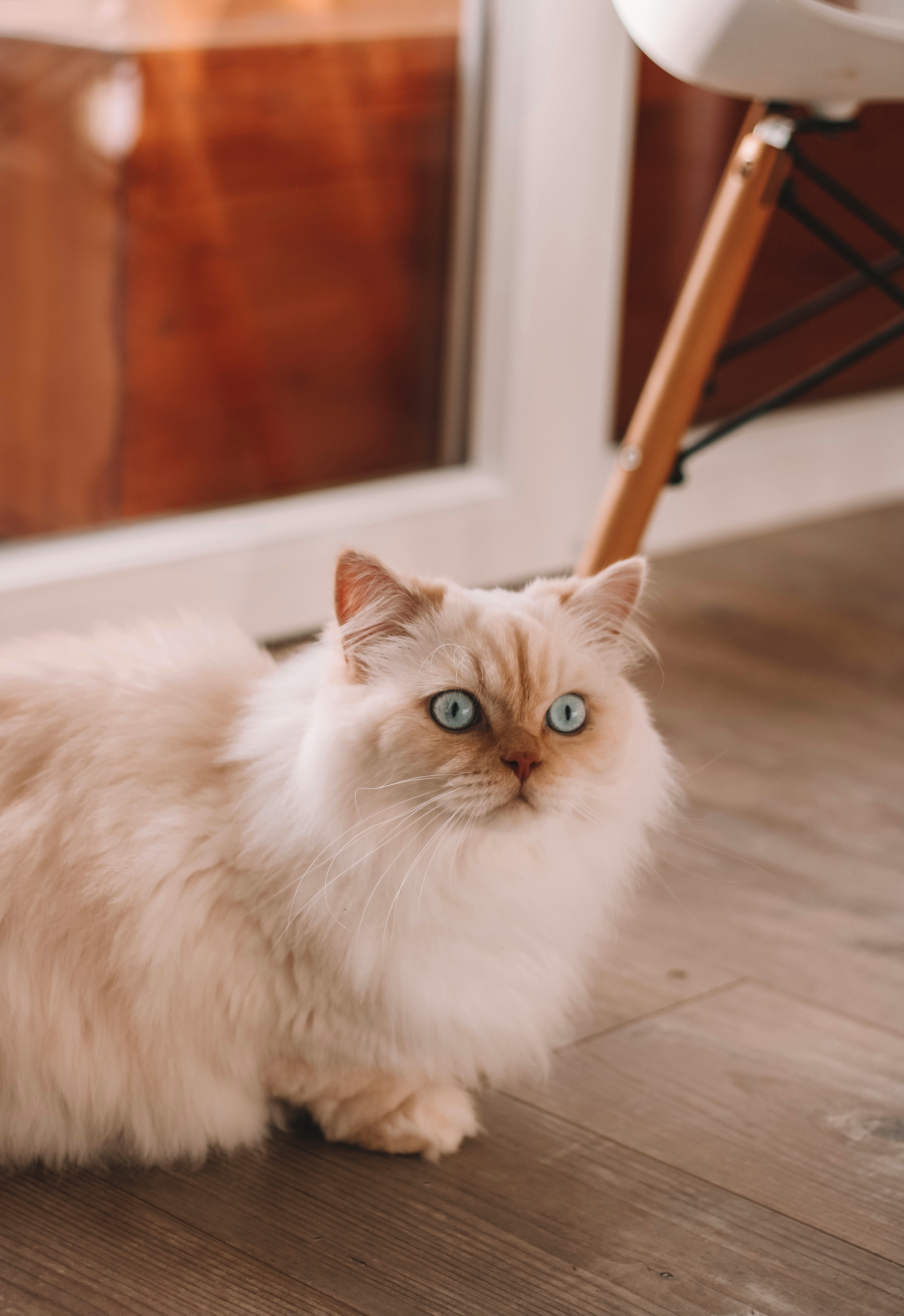 white persian cat on brown wooden floor