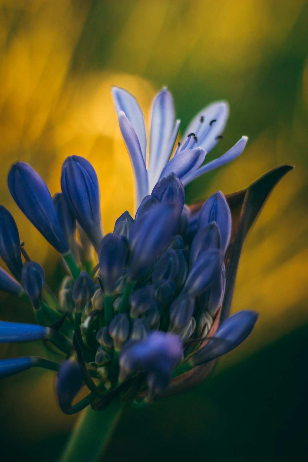 blue and white flower in macro shot