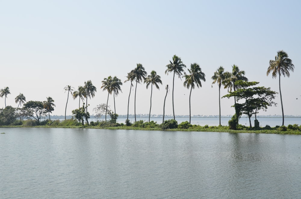 green palm trees beside body of water during daytime