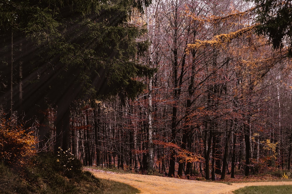 brown trees on brown field during daytime