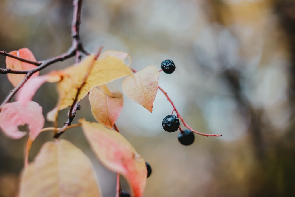 red round fruit with green leaves