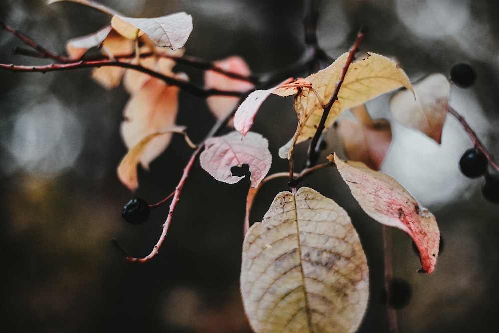 feuilles roses et vertes dans l’objectif à bascule