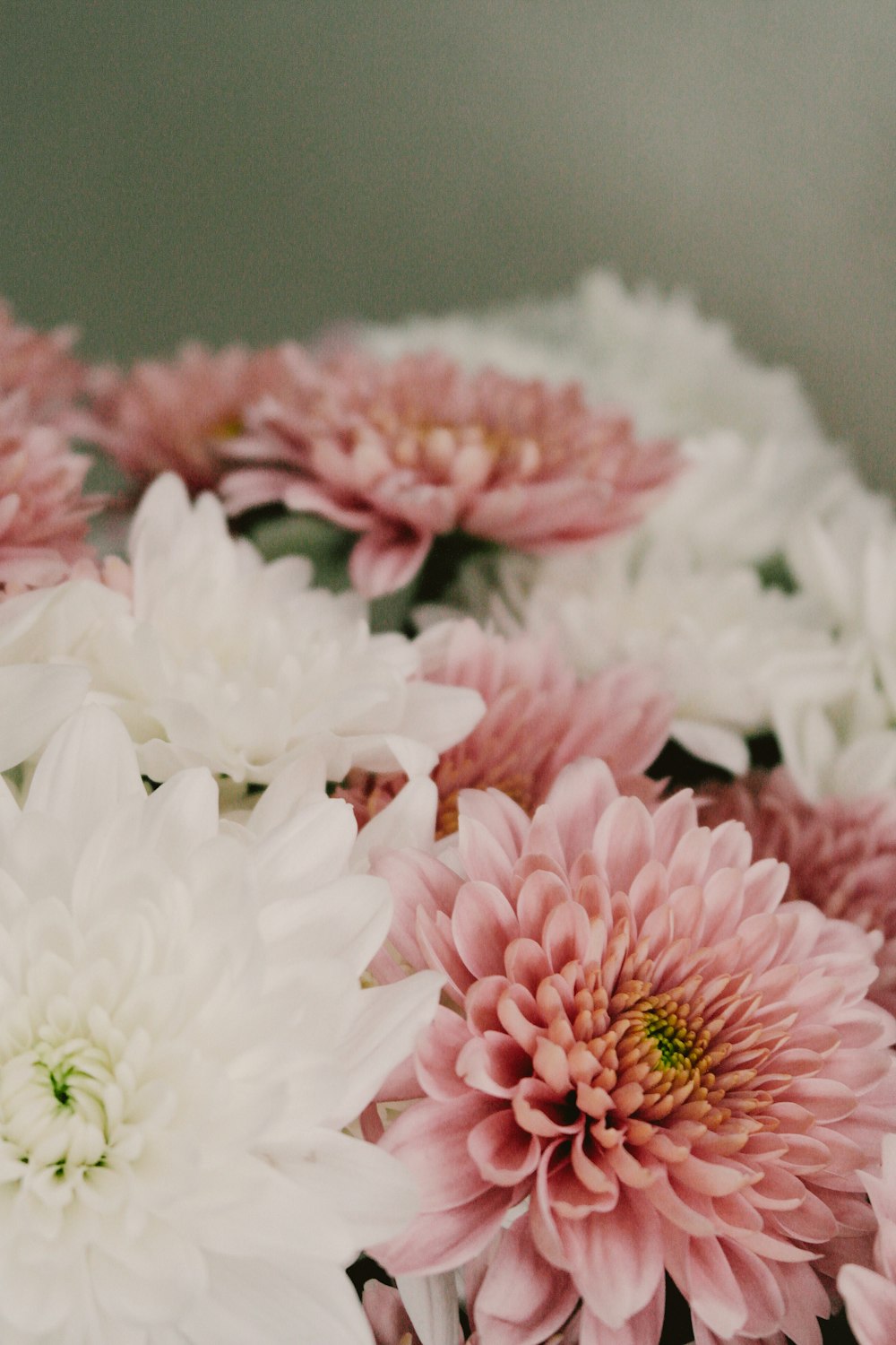 white and pink flowers in tilt shift lens