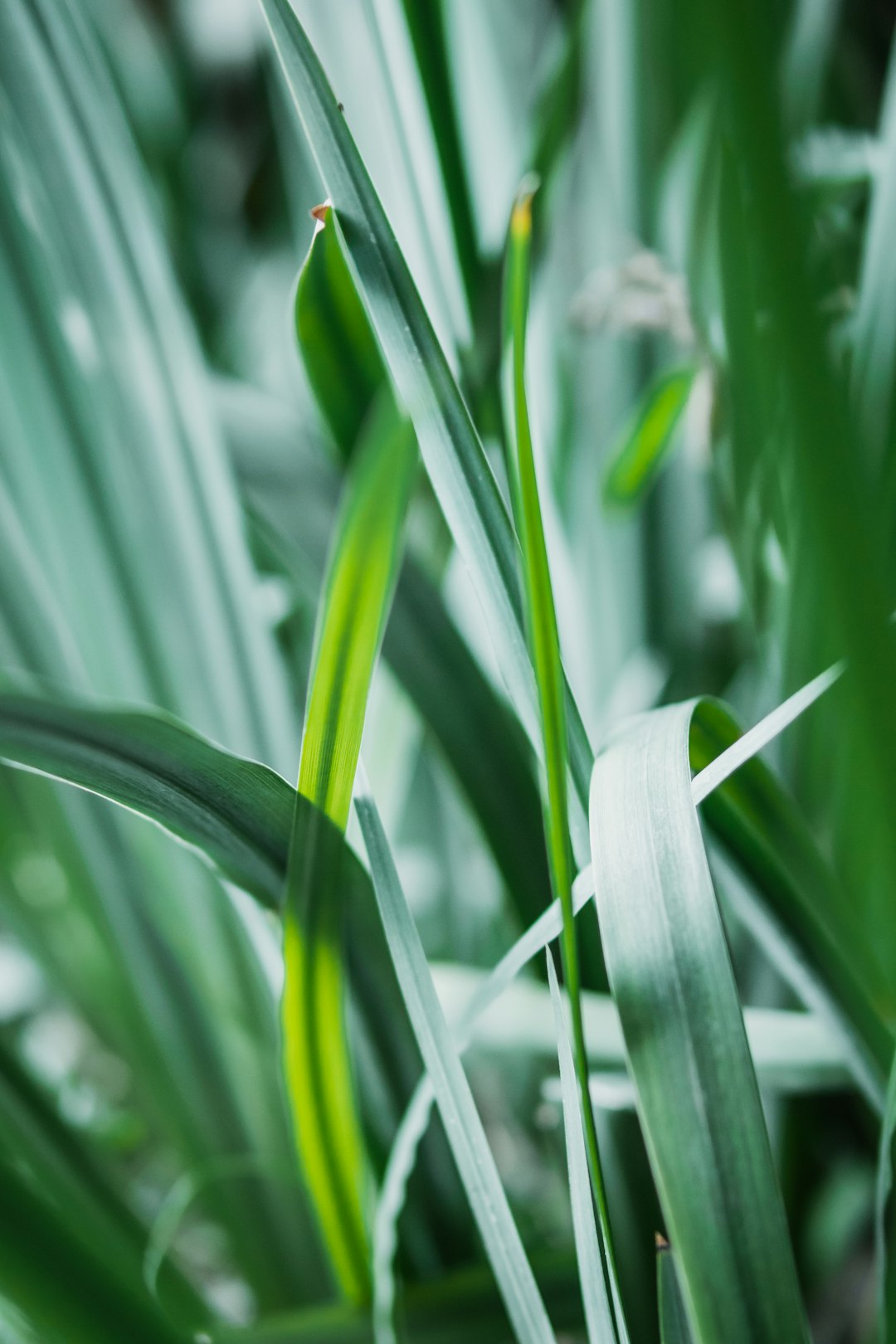 green plant in close up photography