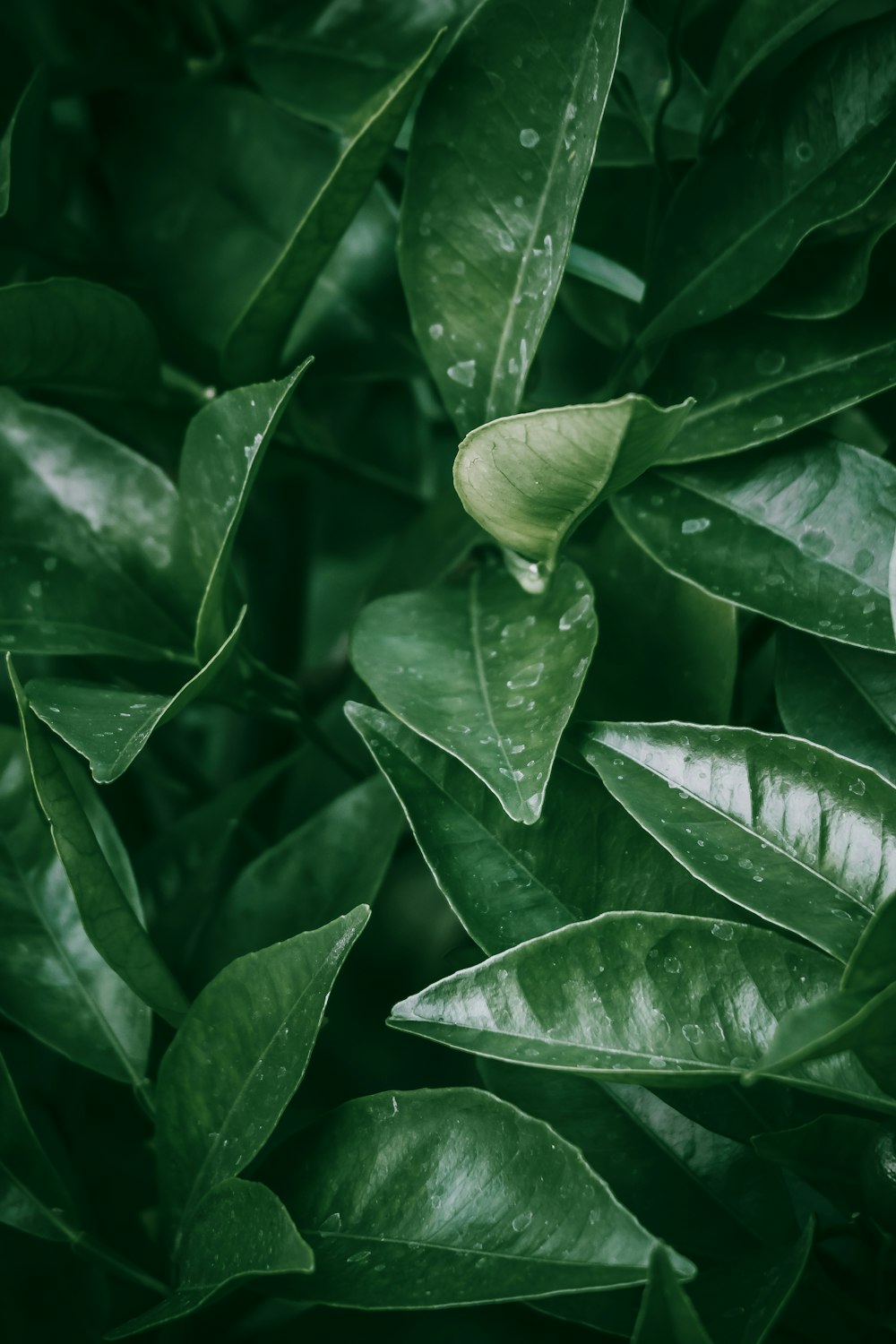 green leaf plant during daytime