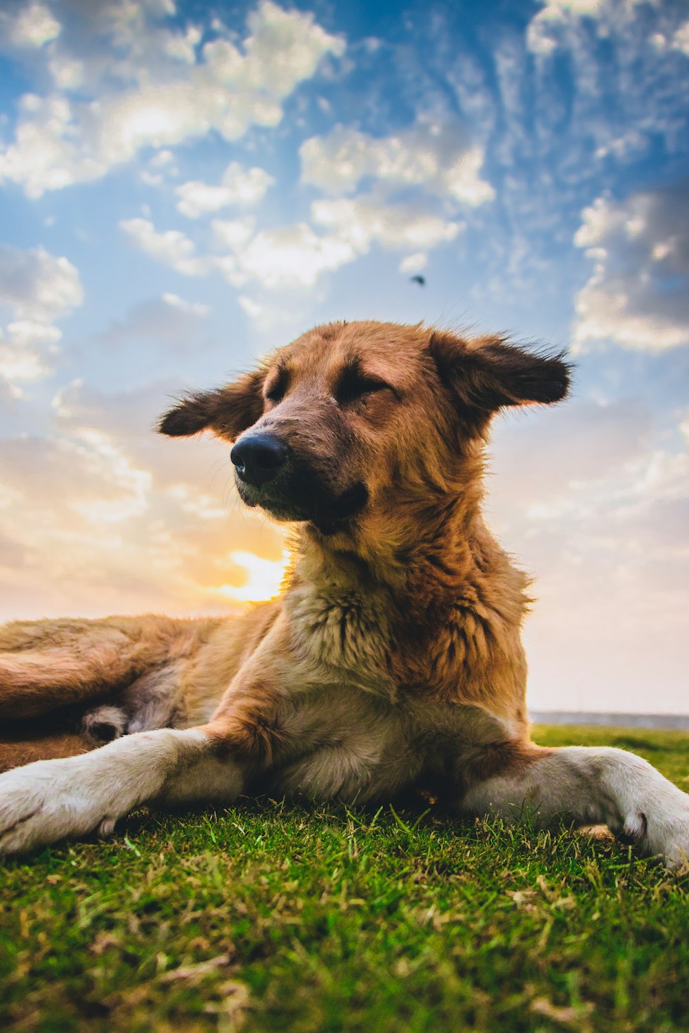 brown and white short coated dog lying on gray sand under blue and white sunny cloudy