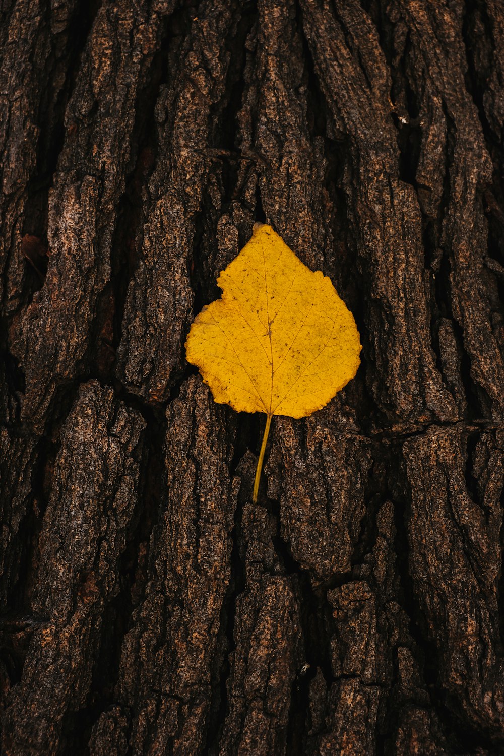 yellow maple leaf on brown tree trunk