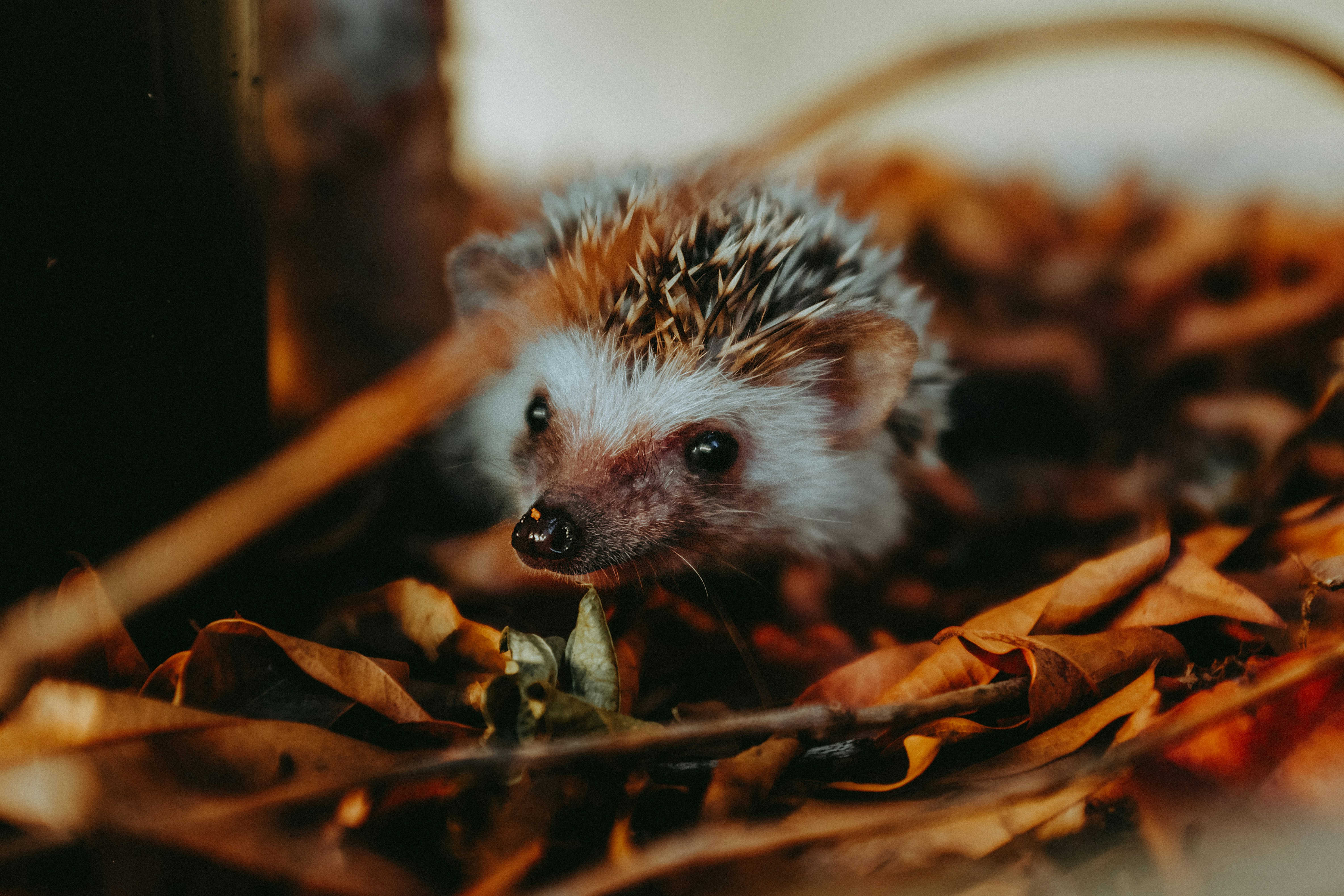 white and brown hedgehog on brown dried leaves