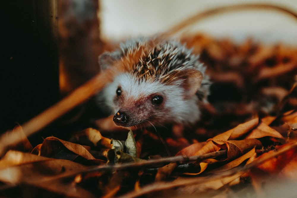 white and brown hedgehog on brown dried leaves