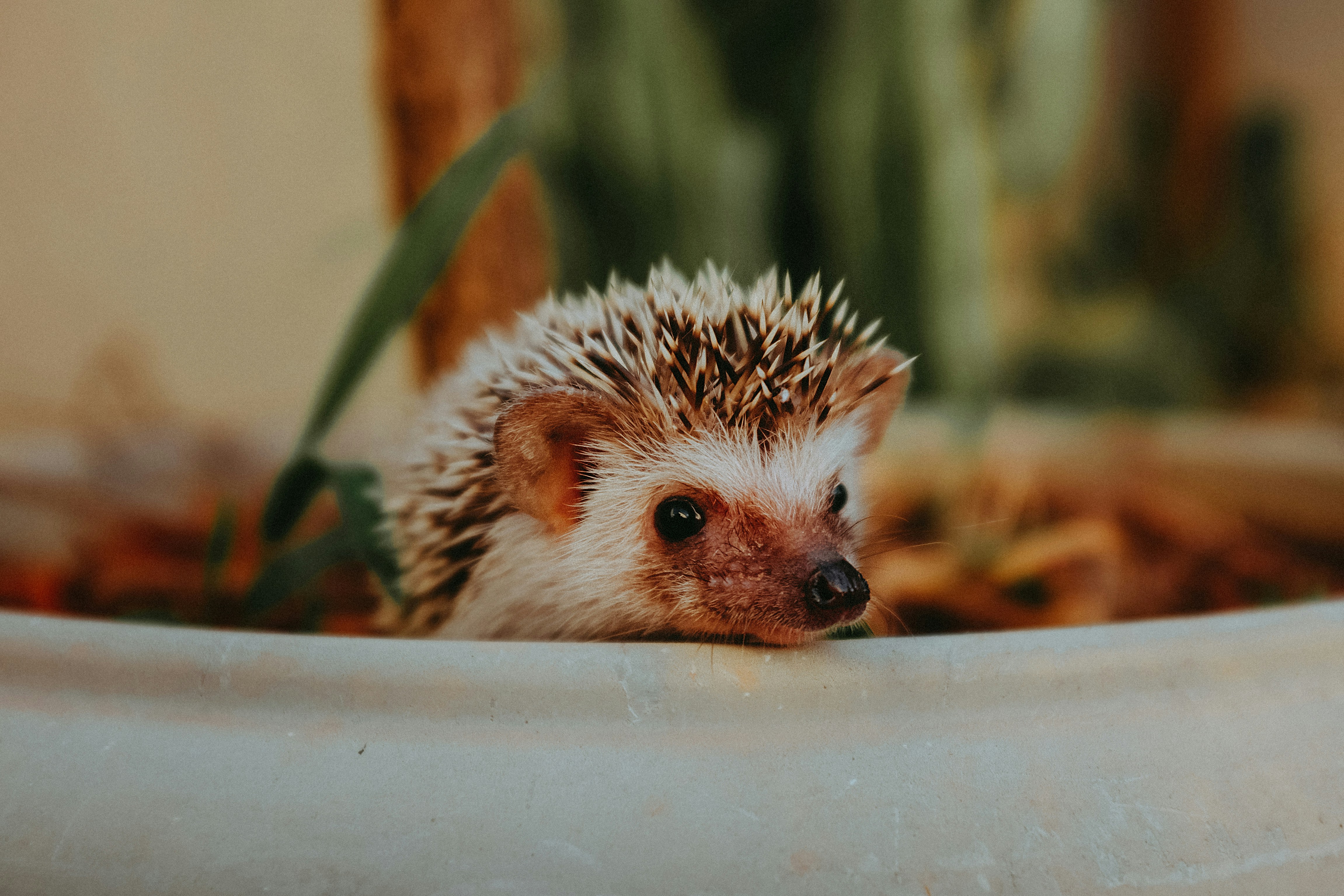 A hedgehog with white fur and orange ears and snout peers out of a flower pot.