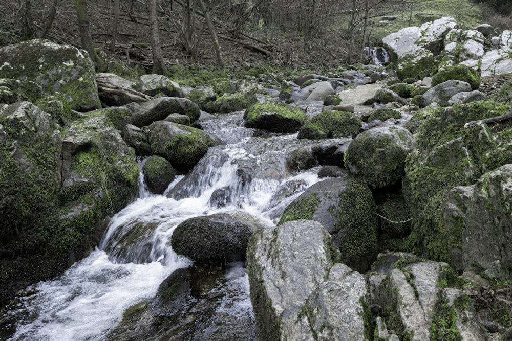 green moss on rocks near river