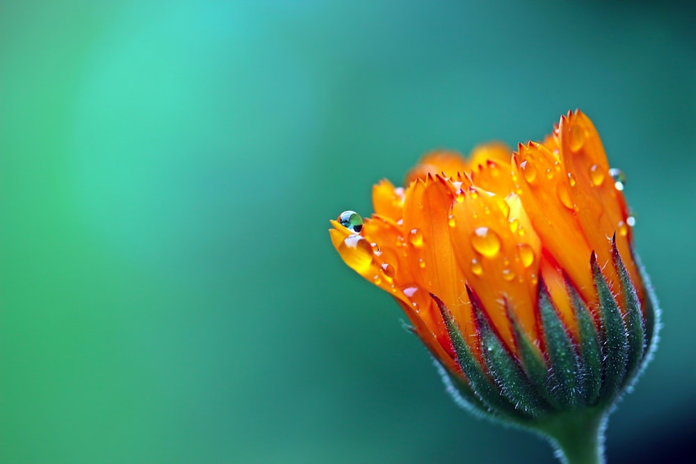 yellow flower in tilt shift lens