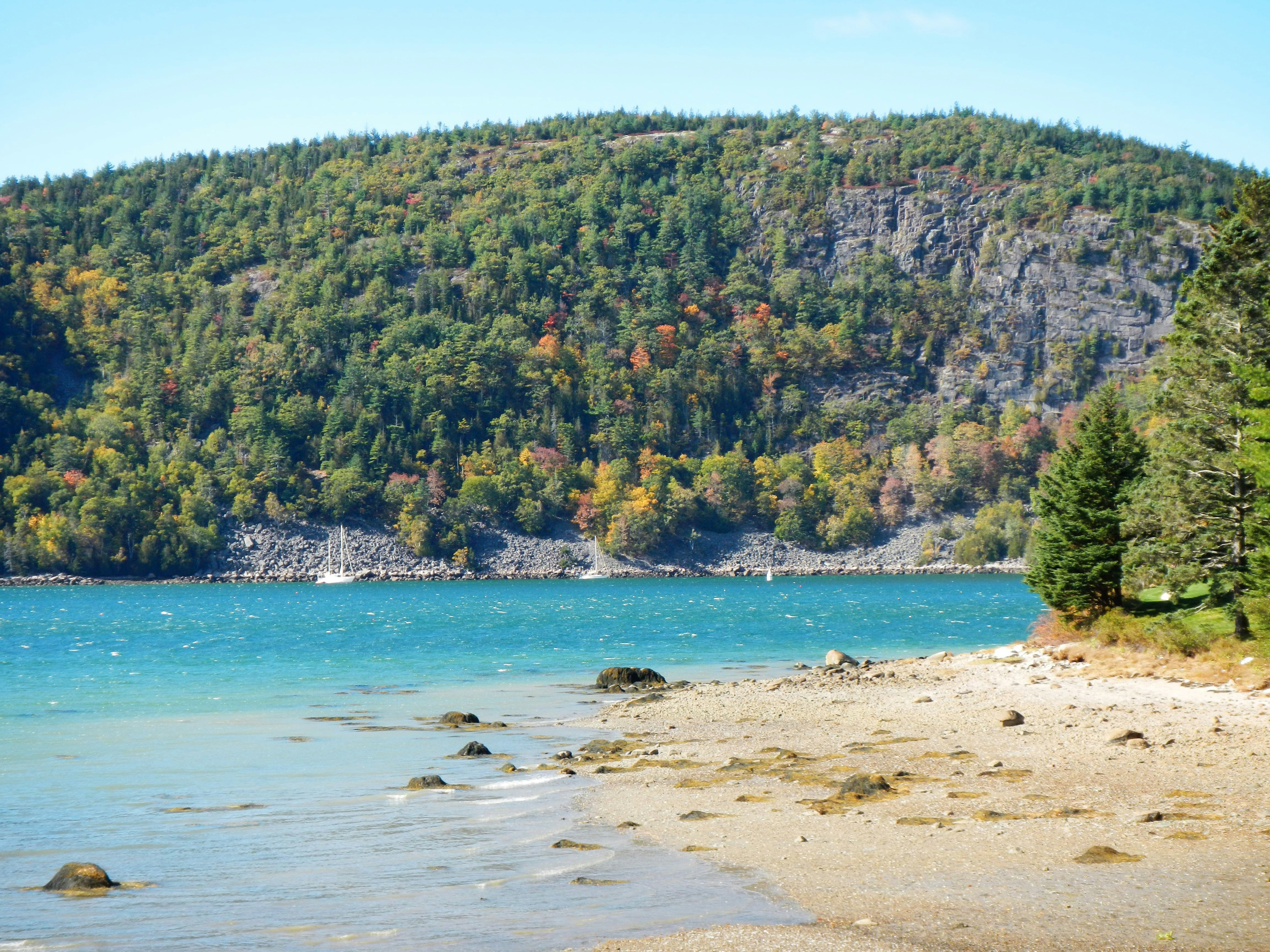 green trees on brown sand beach during daytime
