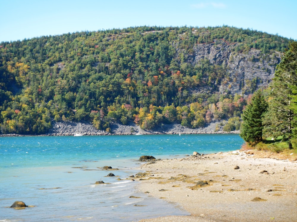 green trees on brown sand beach during daytime