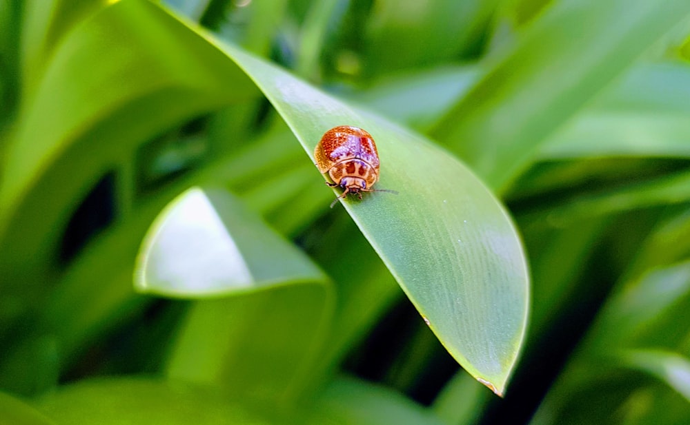 brown and black ladybug on green leaf