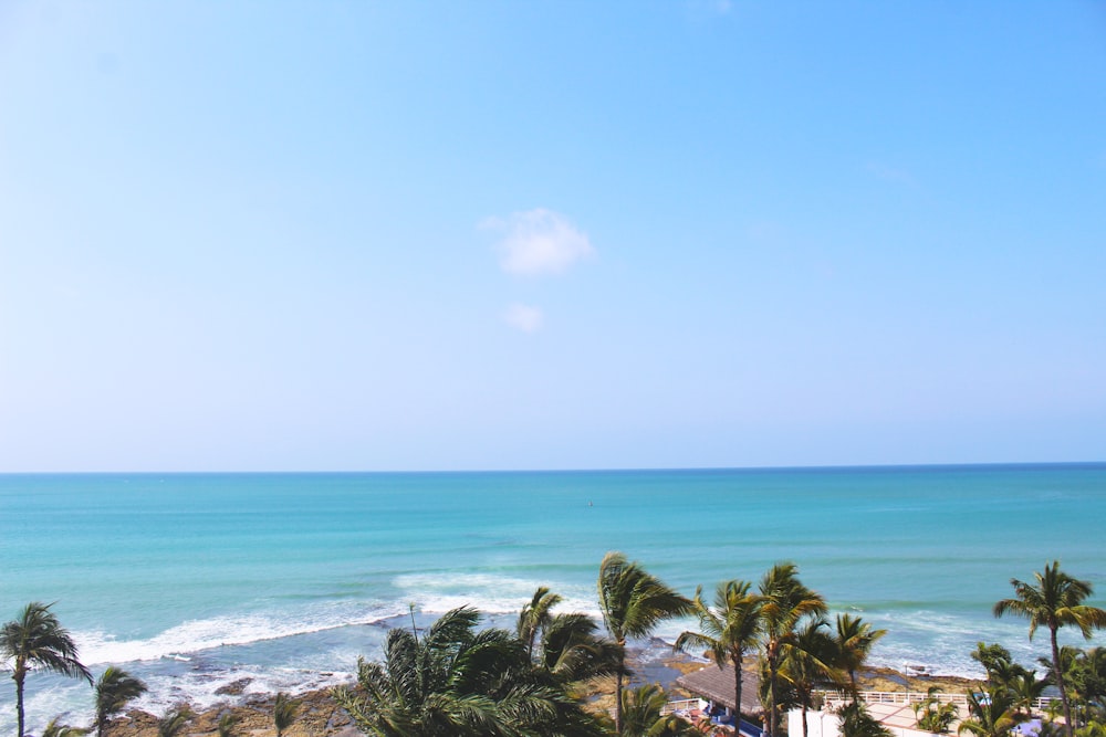 green palm trees near sea during daytime