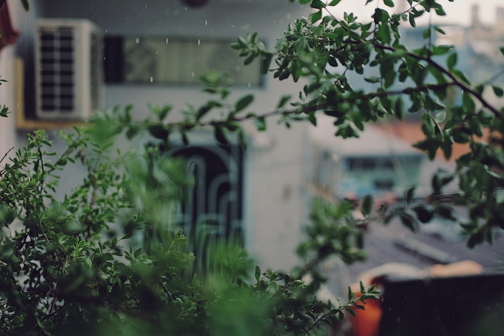 green plant near white concrete building during daytime