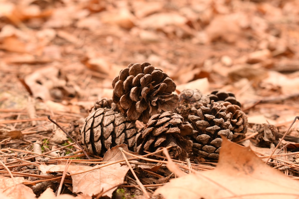 brown pine cone on brown dried leaves