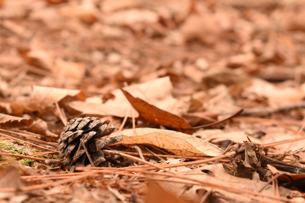 brown dried leaves on ground