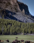 green pine trees near mountain during daytime